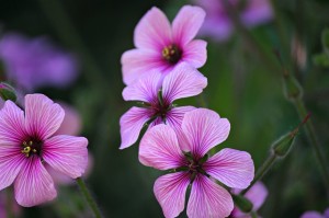 geranium-flower-433426_640